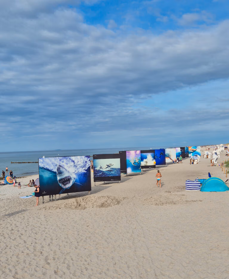 Haie am Strand von Zingst