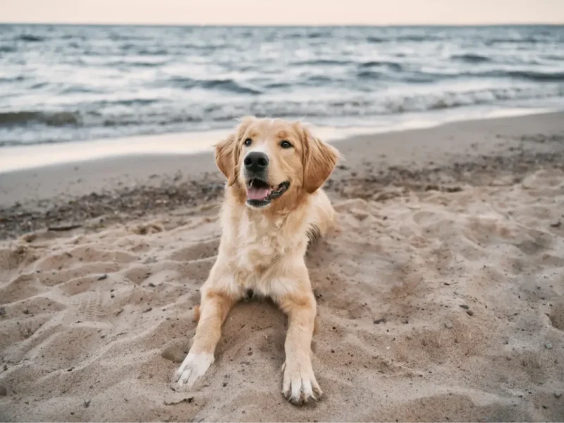 Urlaub mit Hund und co
